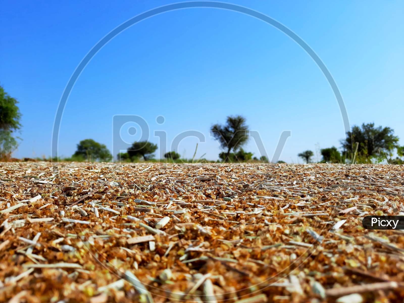 Agriculture Waste Material In Fields After Crop Harvesting