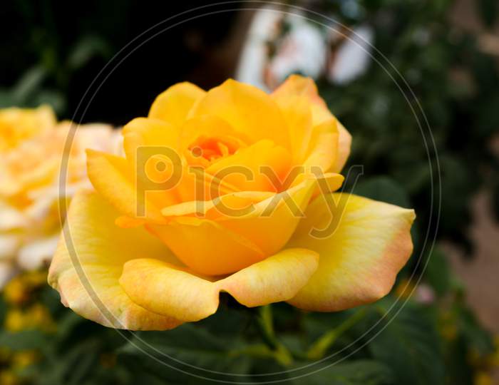 Close up of yellow rose flower