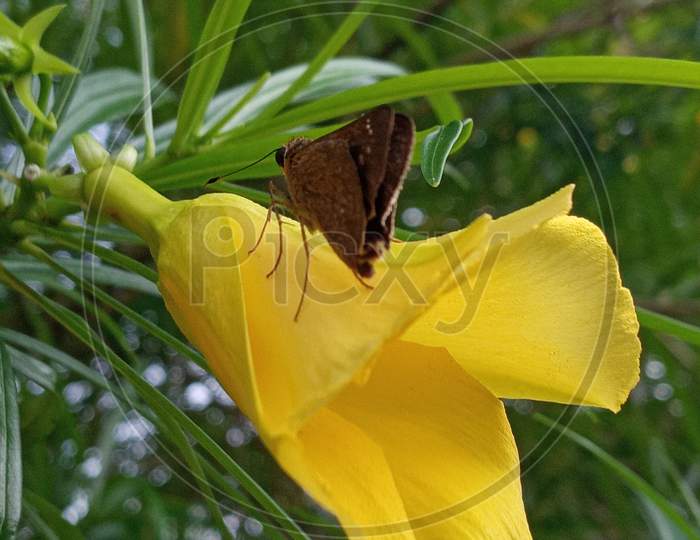 Beautiful flower with butterfly.