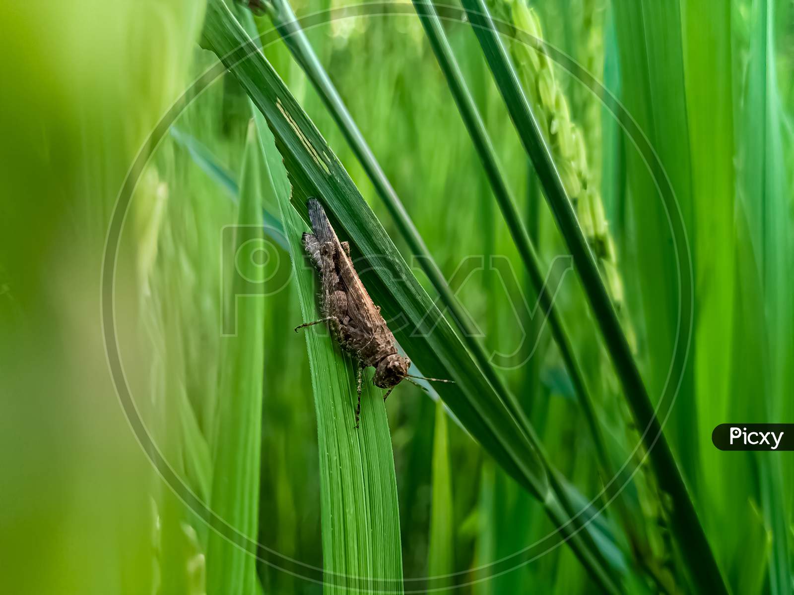 A little short-horned grasshopper.
