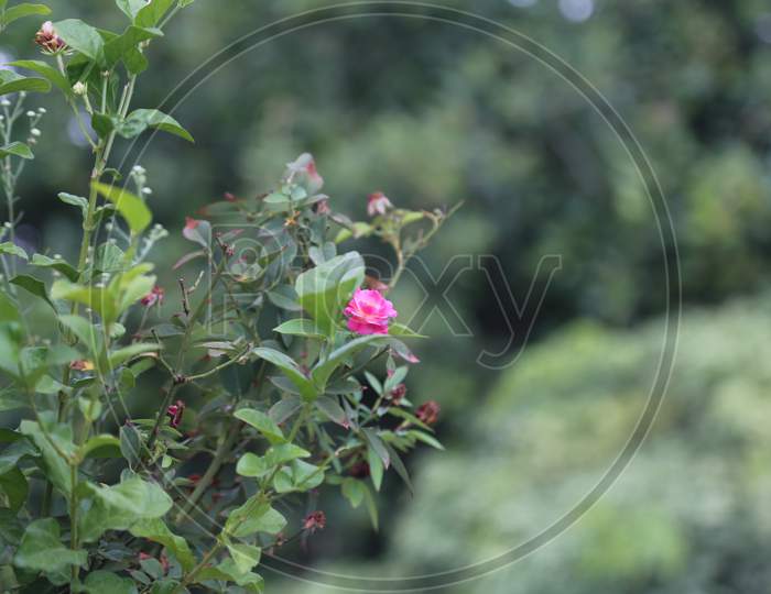 flower with tree & small Bushesh