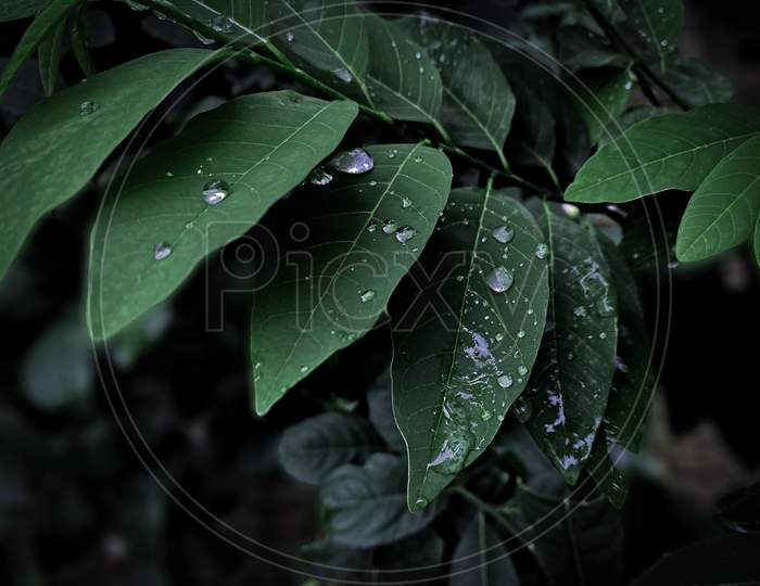 Water Splashes On leaves