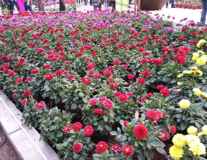Flowering plant ground cover with red flowers