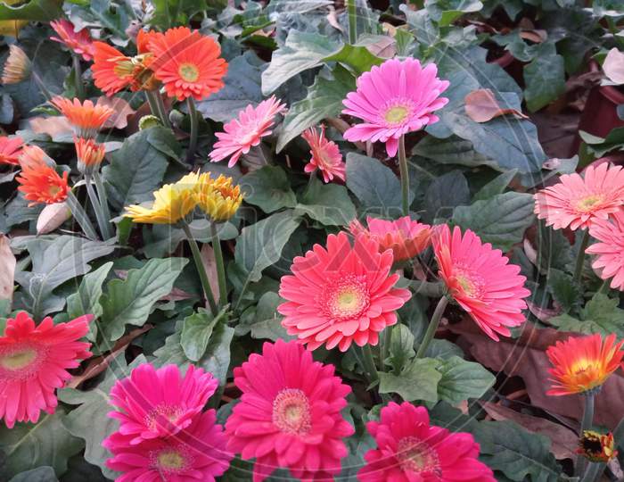 Gerbera flowering daisy family red,pink and yellow