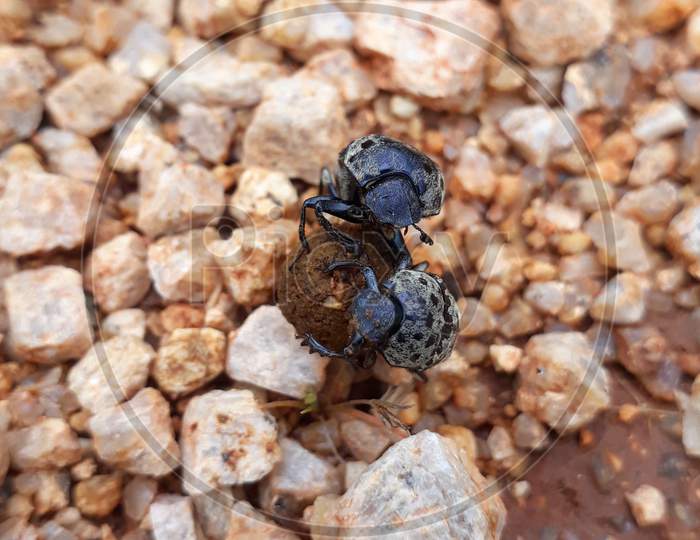 Dung beetle on its way, Macro photo