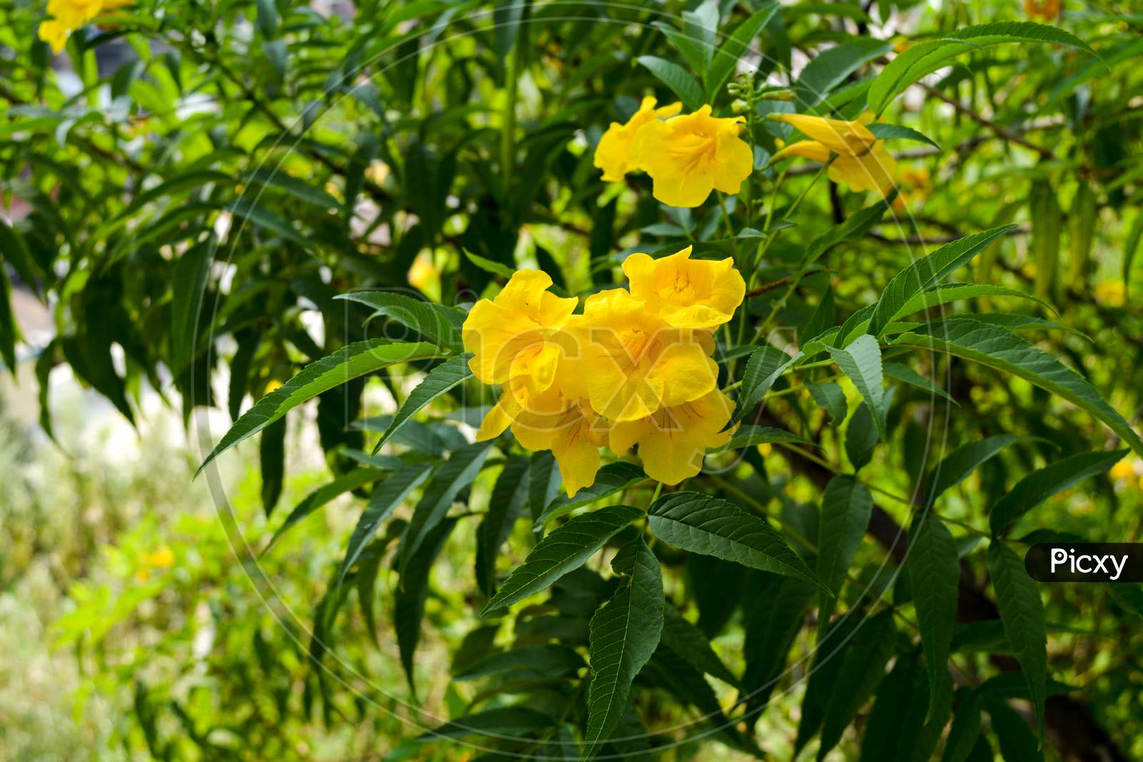 Beautiful yellow flowers with green leaves in the backdrop