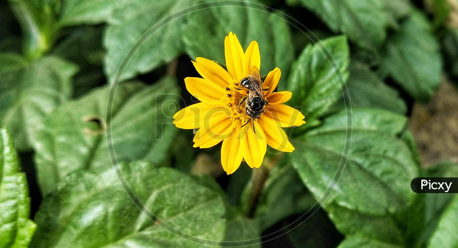 Bee Macro Shoot.