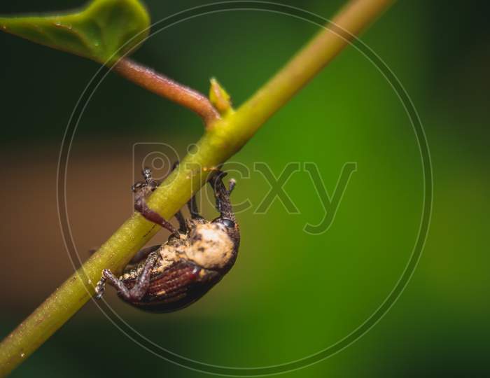 Ladybug Or Red Beetle On Plant With Isolated On Green Background. Space Of Text Copy. Ladybird