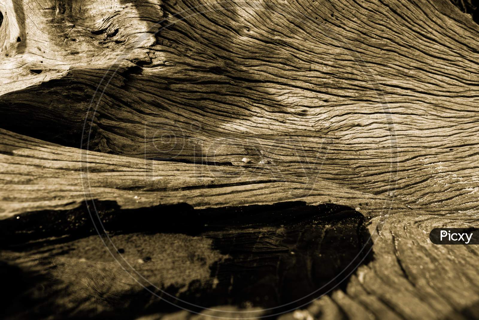 Macro photo of texture on a wood