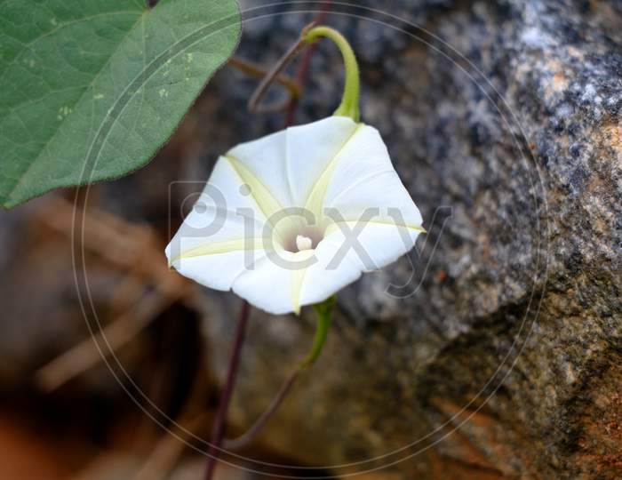 Ipomoea Obscura, Small White Morning Glory Or  Obscure Morning Glory Flower