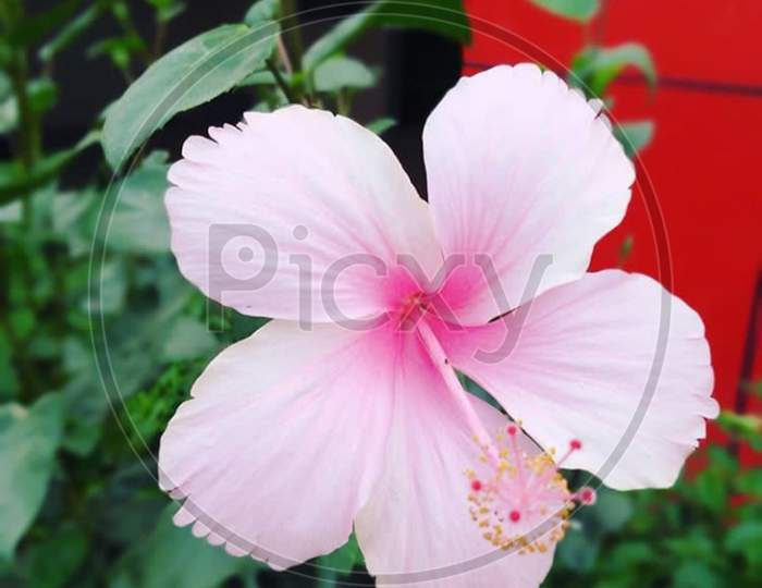 Jaysen flower