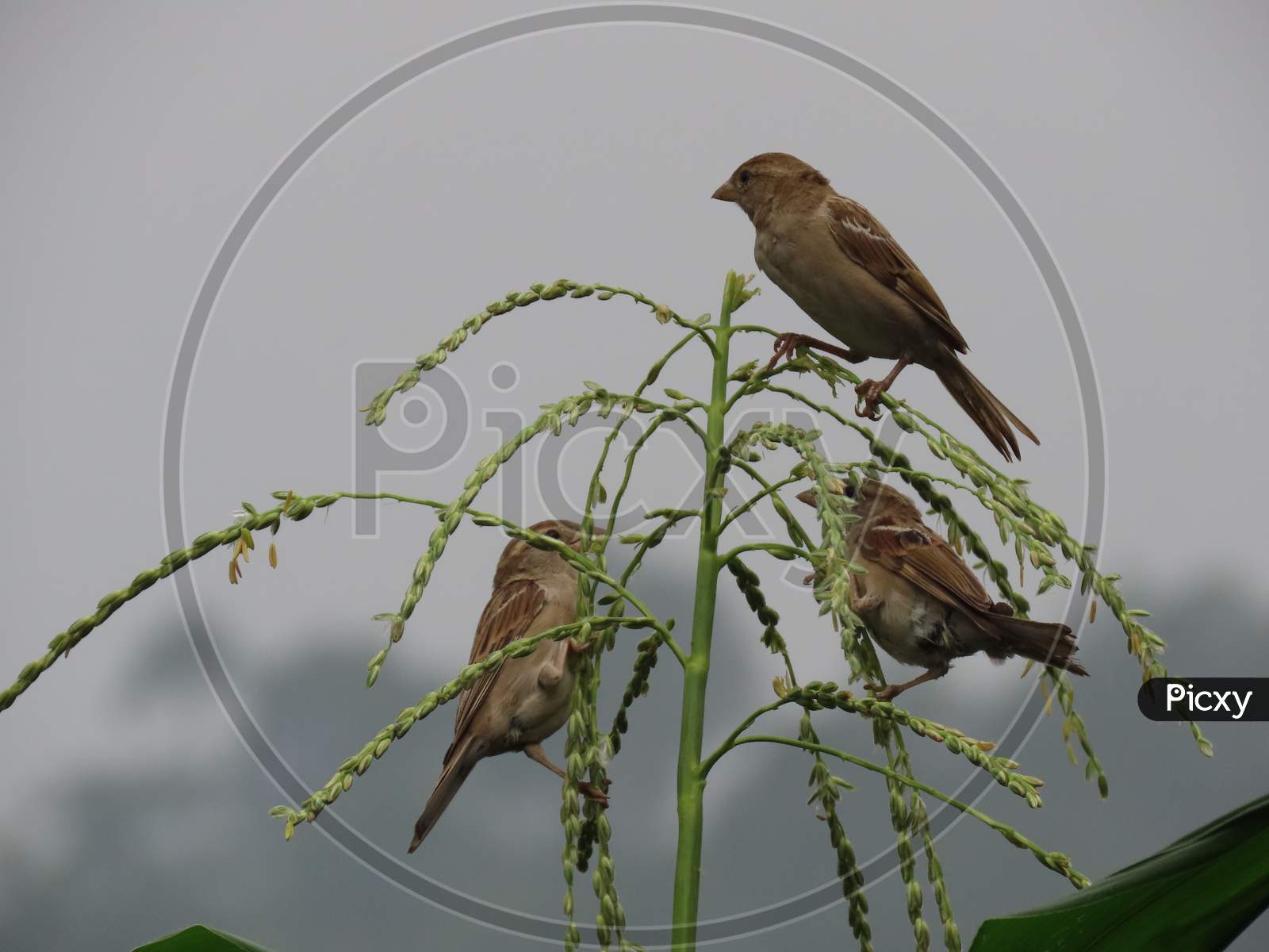 Group of house sparrows