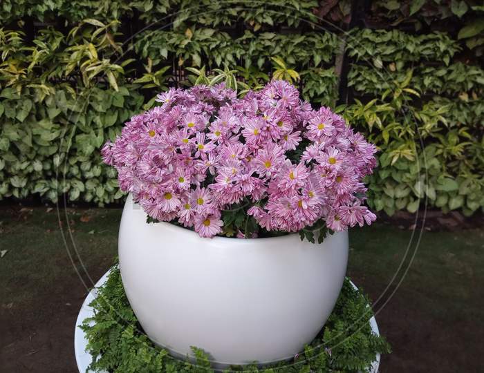 Purple flowering plant with white pot