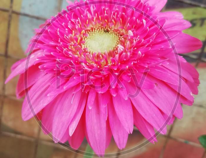 Pink flower Close up view