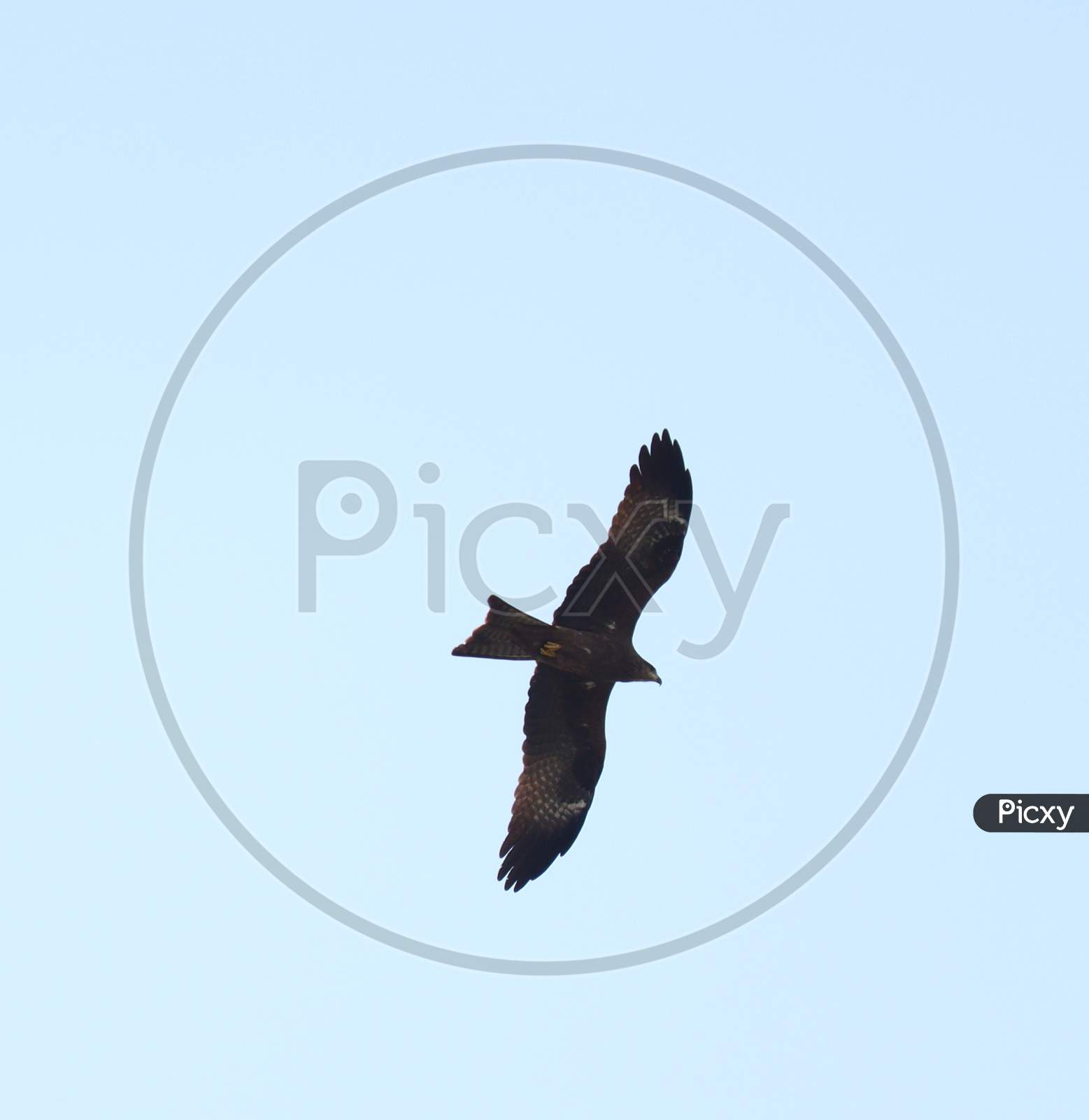 Black Kite flying high