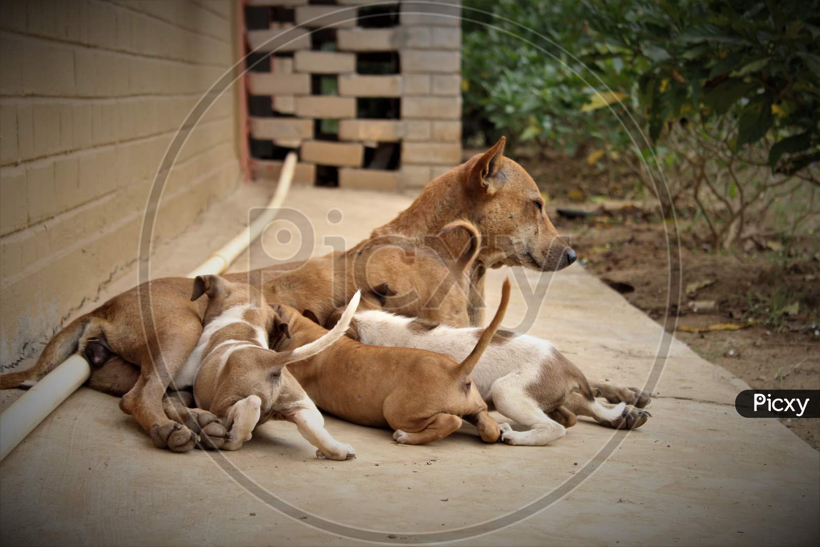 mother dog feeding to her kids