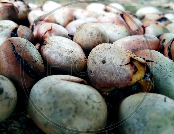 Jackfruit seeds