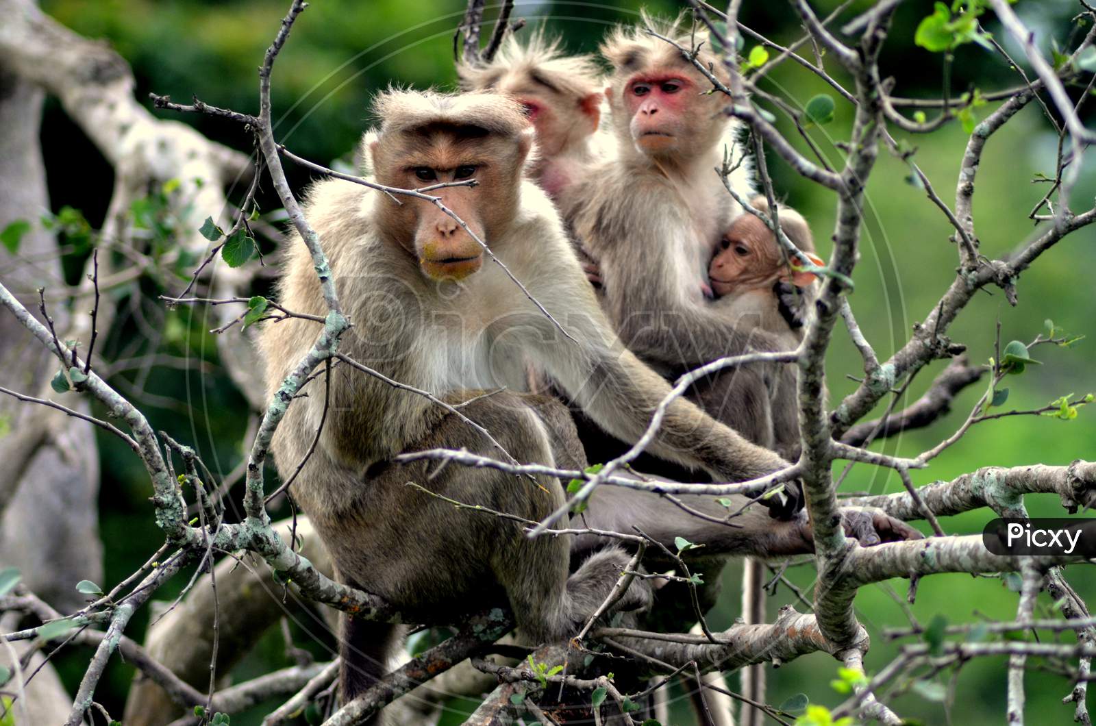 Monkey family in jungle
