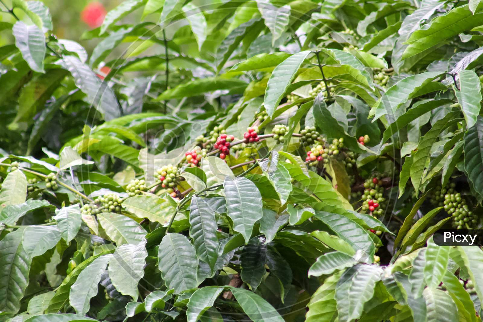 Coffee Beans in the estates.