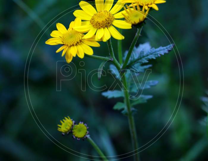 Wild Yellow Flower