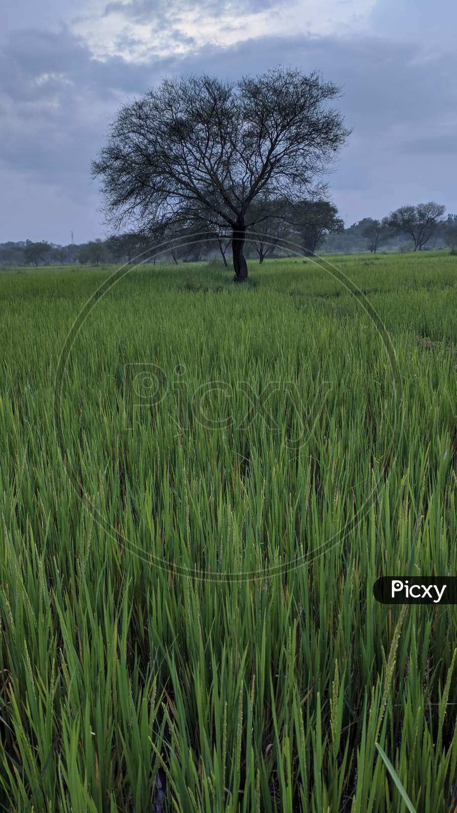 Green rice plant