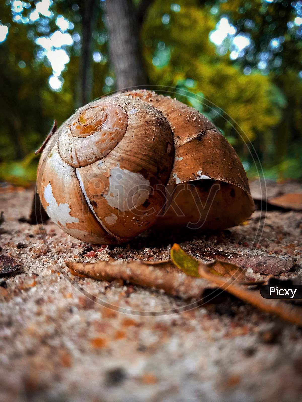 In forest,... Snail