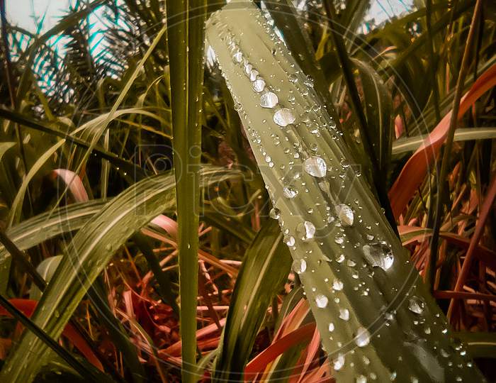 Waterdrop photo on leaf