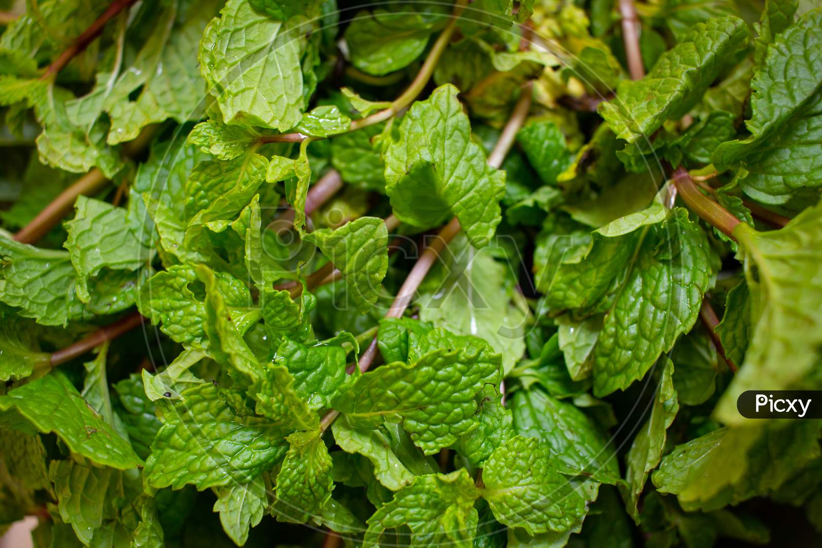 Fresh Mint Leaves Used For Flavoring And As Common Herb In Cooking.