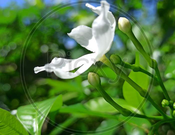 White flowe , beautiful flowers