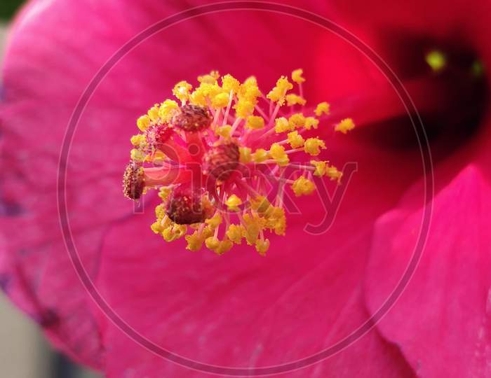 Hibiscus closeup