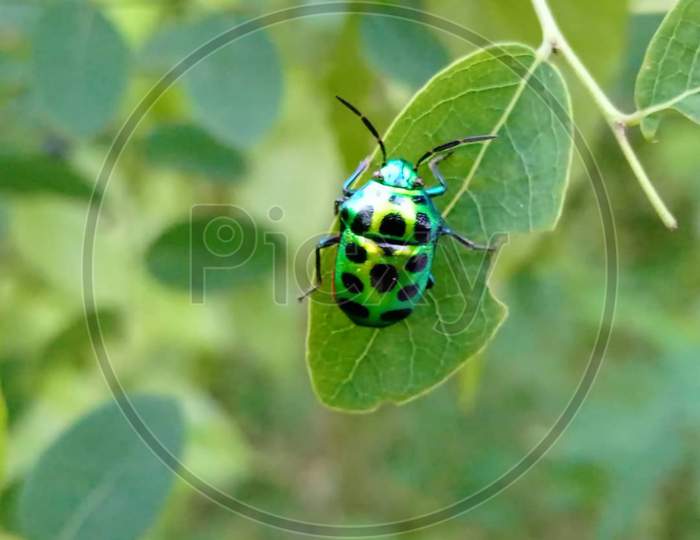 A colorful jewel bugs