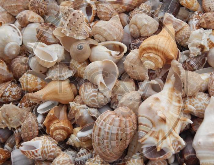 Sea Shells For Sale