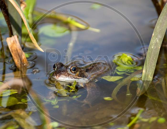Glistening European Frog, Rana Temporaria, Partially Submerged In Weeds In Garden Pond