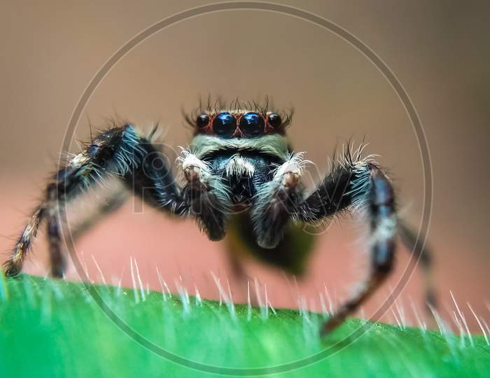 Close-up look of a jumping spider