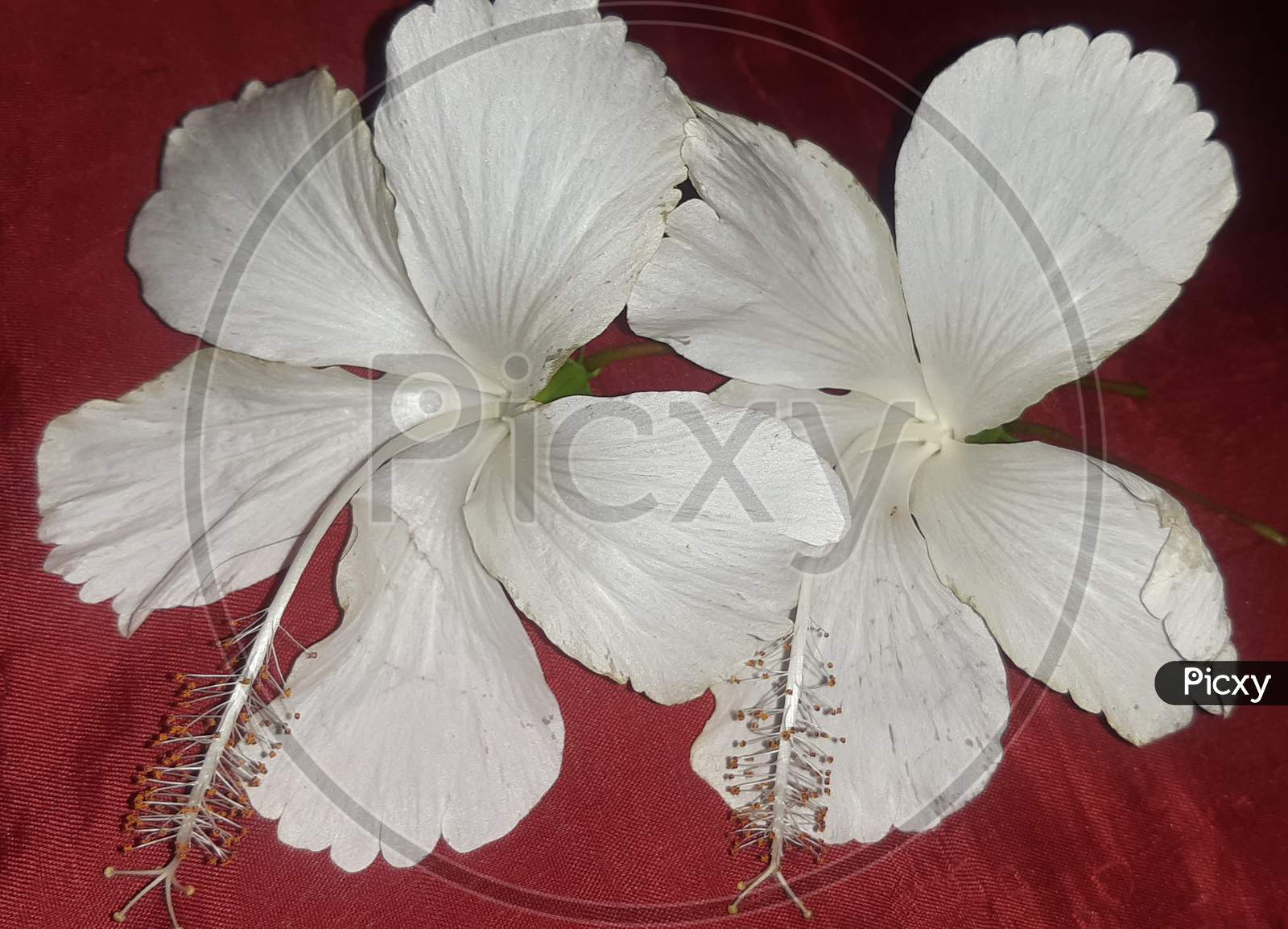 Two white hibiscus flowers