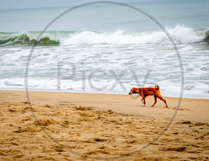 Dog at a beach