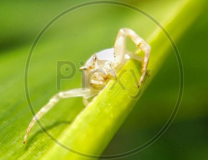 Crab spider waiting for insects to eat.