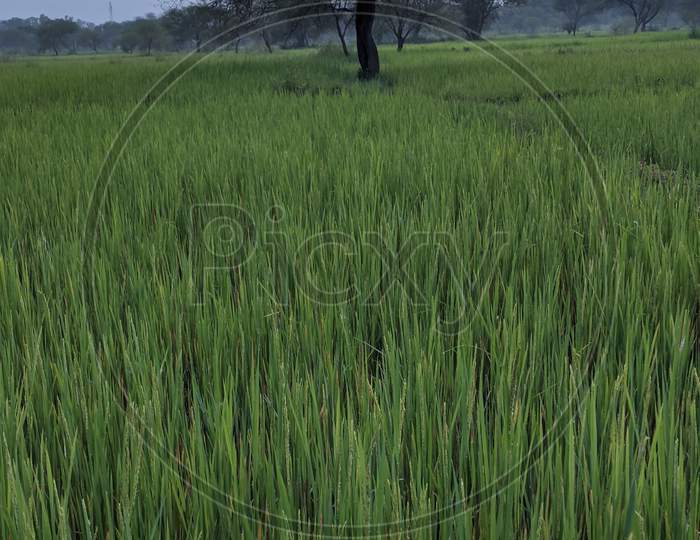 Green rice plant