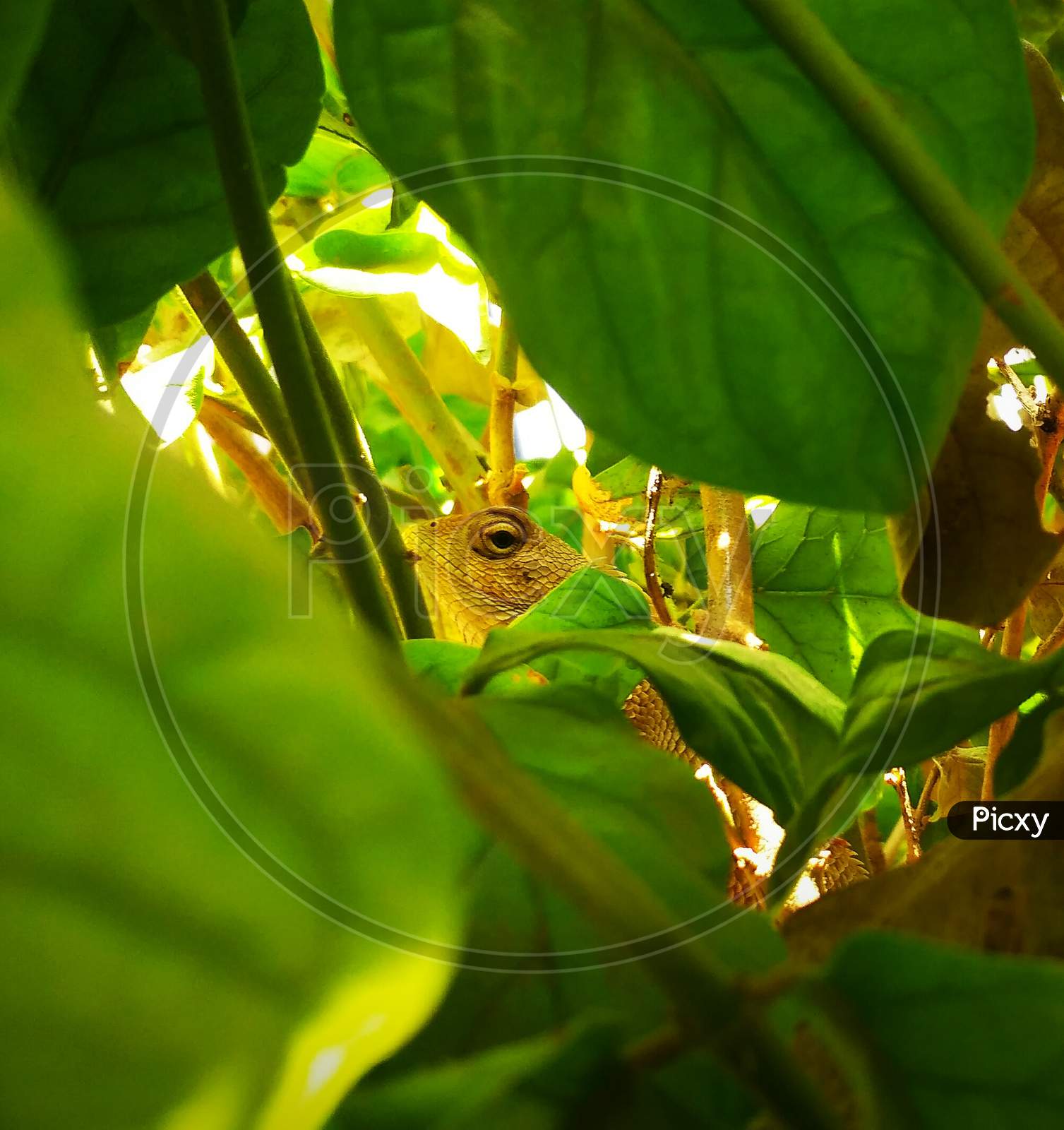 Beautiful photo of garden lizard hiding between leafs.