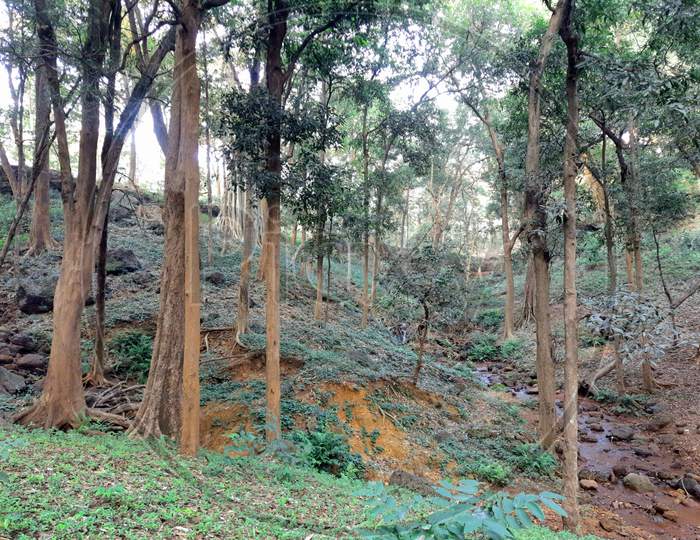 The scenic view of the forest at rajola dist seoni