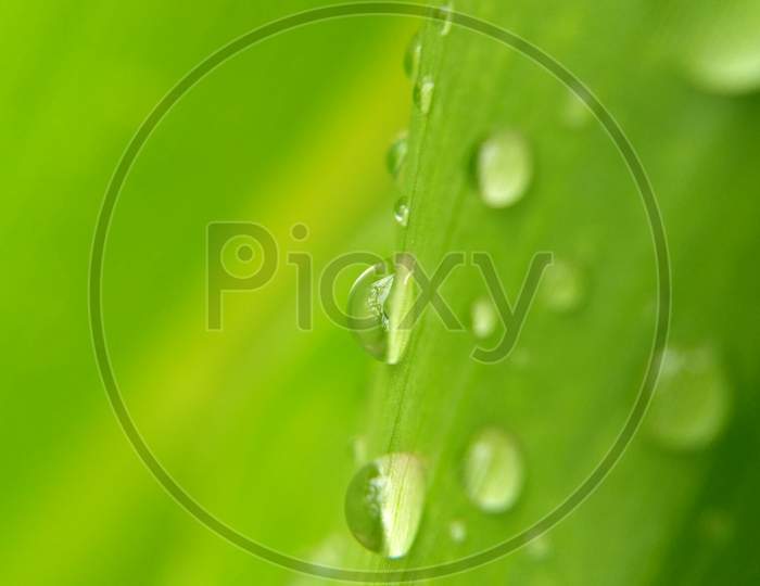 Water droplets in rainy days
