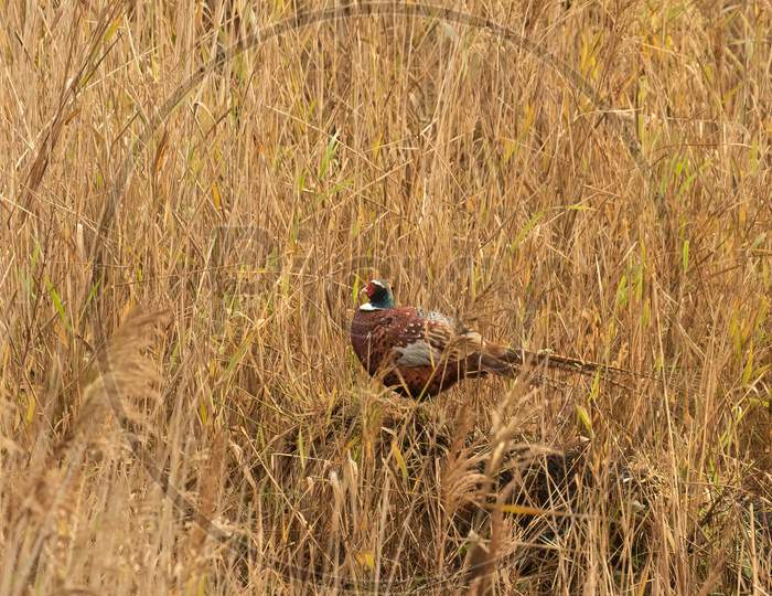 Cock Ring Necked Pheasant, Phasianus Colchicus, Hiding In Long Grass With Copy Space