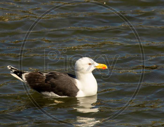 Feisty Herring Gull, Larus Argentatus, Largest Of Uk Gulls