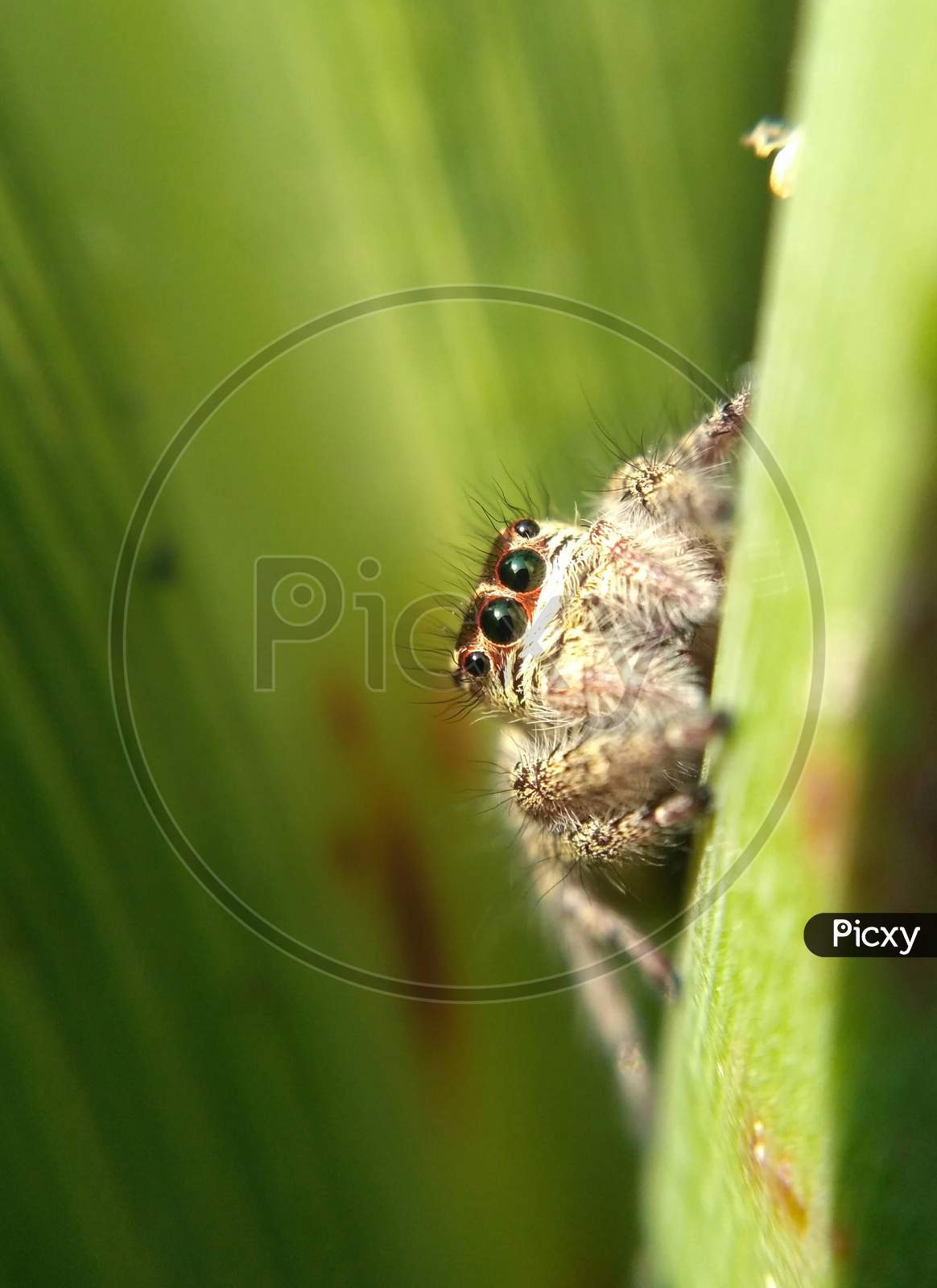 A cute little spider posing to my camera