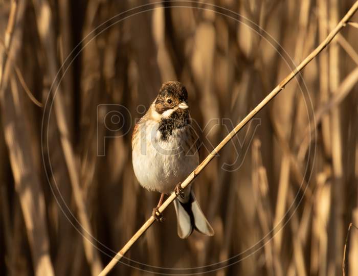 Male Reed Bunting, Emberiza Schoeniclus, Perched On Old Silver Perched In Norfolk Reed