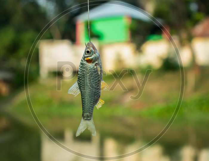 Image of Puntius Or Putti Small Freshwater Fish Caught In The Hook -SS185497-Picxy