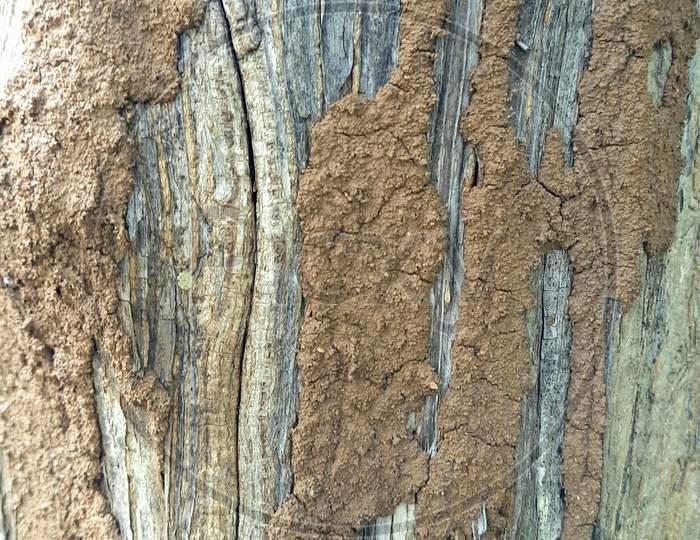 Bark of the tree with clay.