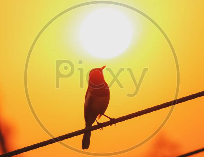 A blackbird robin sitting on the wire chasing the sunset