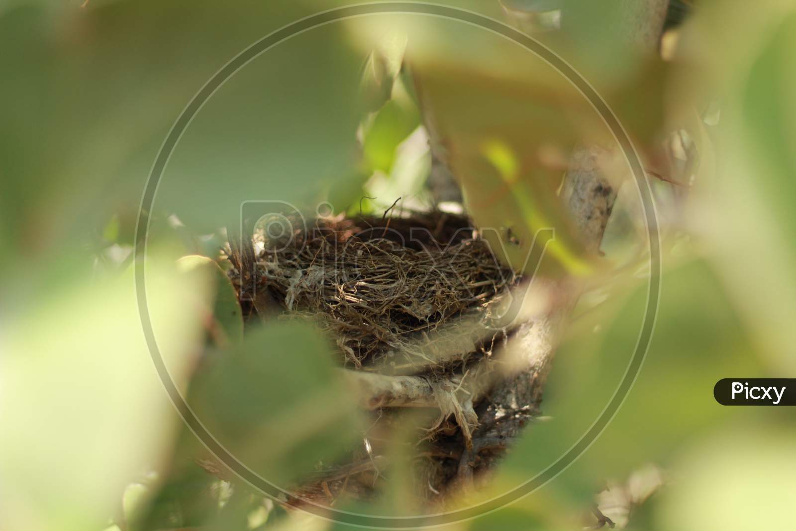 small nest of small bird