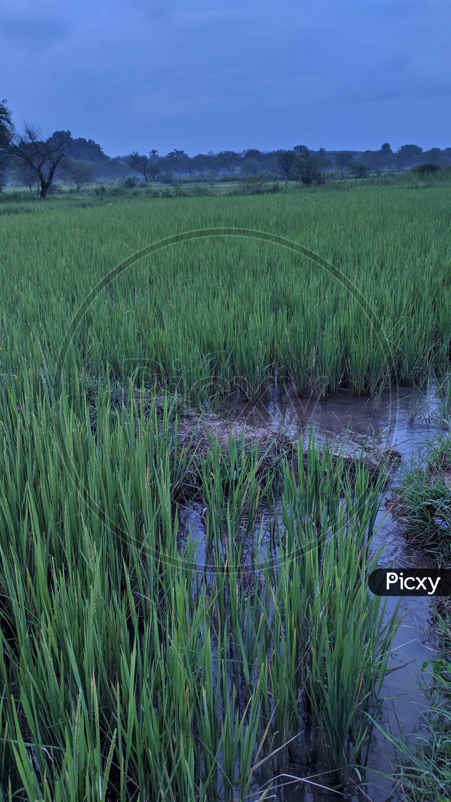 Green rice planr